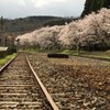 大畑駅の桜