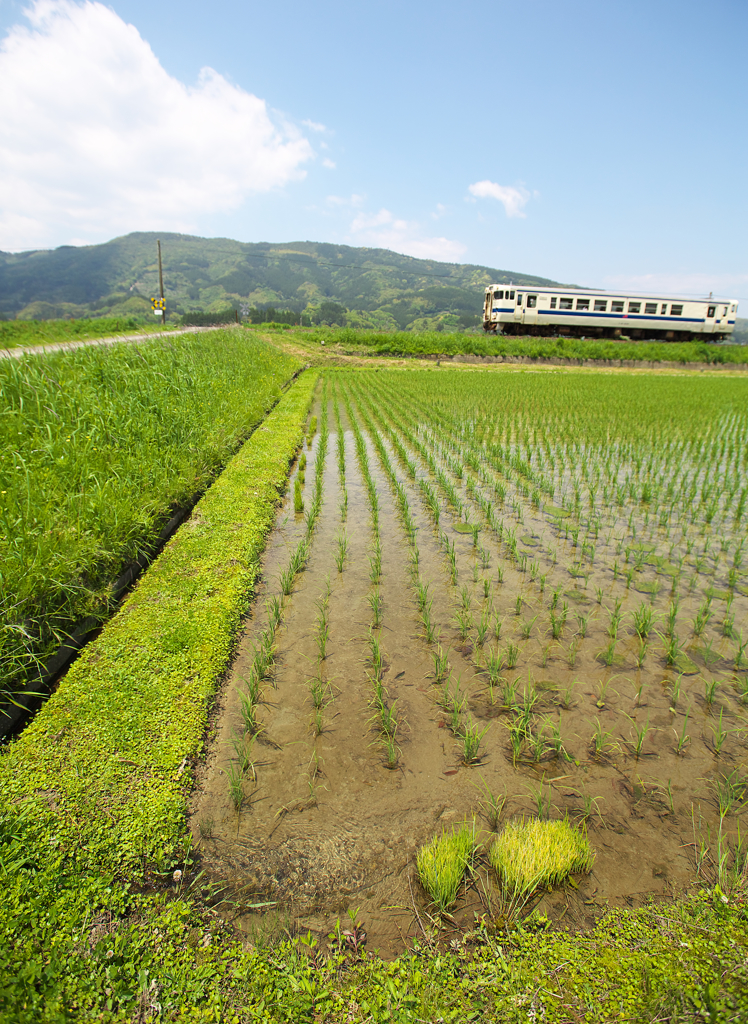 田植え完了