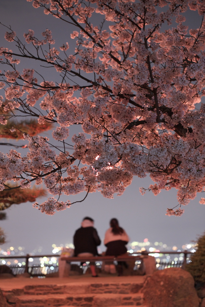 夜桜