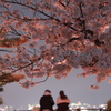 夜桜