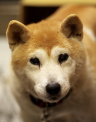 癒し