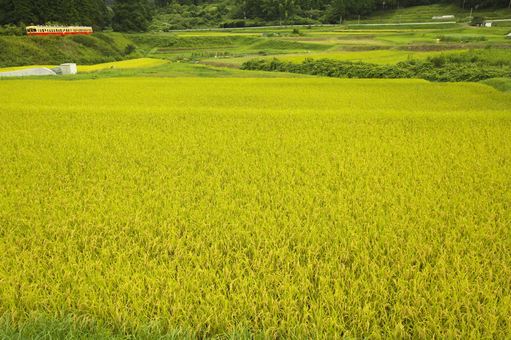 上総の田園