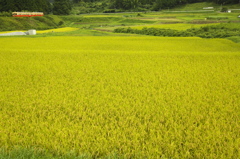 上総の田園