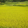 上総の田園