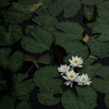 水面に浮かぶ花