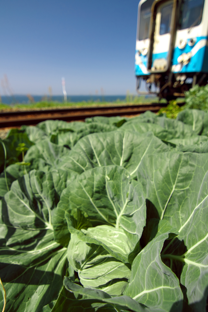 キャベツ畑