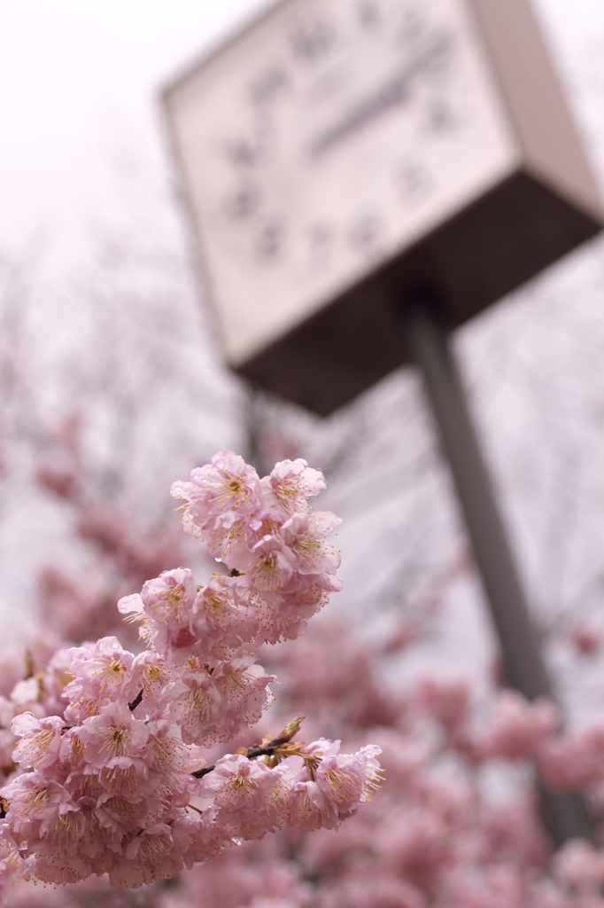 椿寒桜