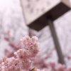 椿寒桜