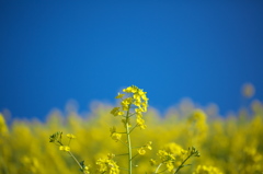 菜の花沿線　２