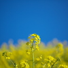 菜の花沿線　２