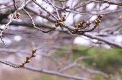 春色の一歩手前