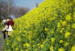 菜の花沿線　１