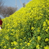 菜の花沿線　１