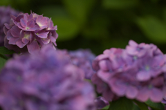 紫陽花 2012