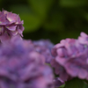 紫陽花 2012