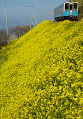 菜の花沿線　３