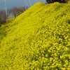 菜の花沿線　３