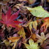 紅葉　2013　②