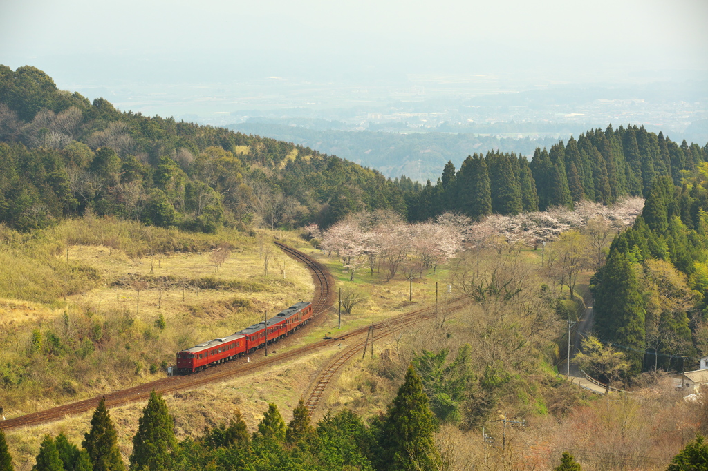 桜とスイッチバック