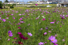 コスモス沿線