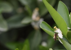 みかん花とミツバチ