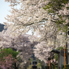 春列車