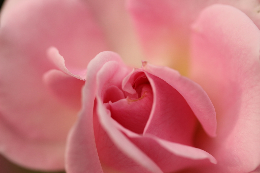 Rose adagio