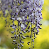 下がるほど人の見上ぐる藤の花