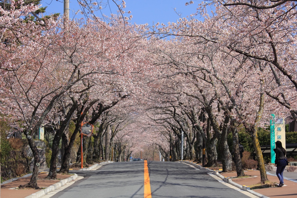 桜並木