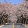 桜並木