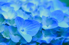 BLUE on BLUE