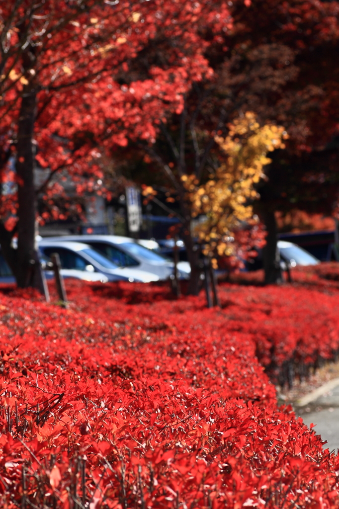 一面の紅色