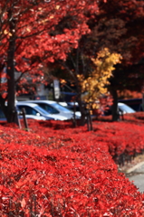 一面の紅色