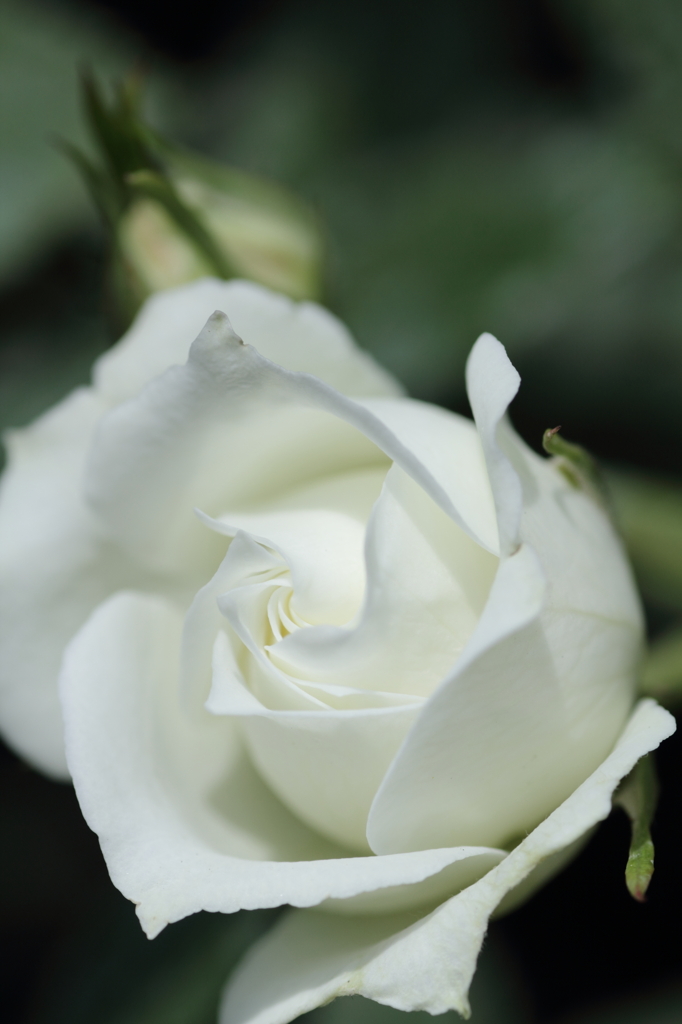 Bridal White