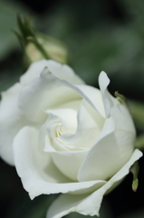 Bridal White