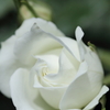 Bridal White