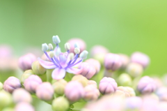小さな小さな開花