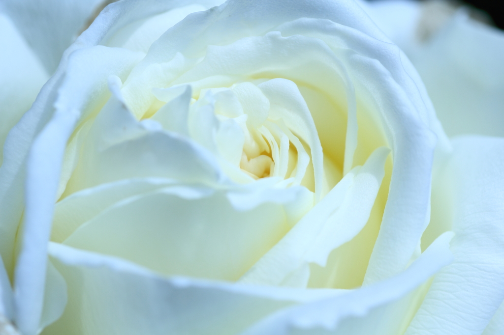 Fresh cream