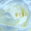 Fresh cream