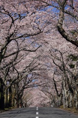 桜トンネル