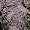 桜トンネル