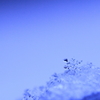 SNOW CRYSTAL