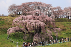Sakura falls