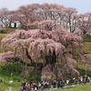 Sakura falls
