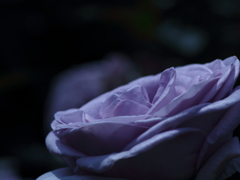 Violet Fizz