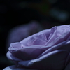 Violet Fizz