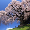 乙ヶ妻しだれ桜