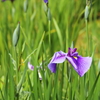 花菖蒲