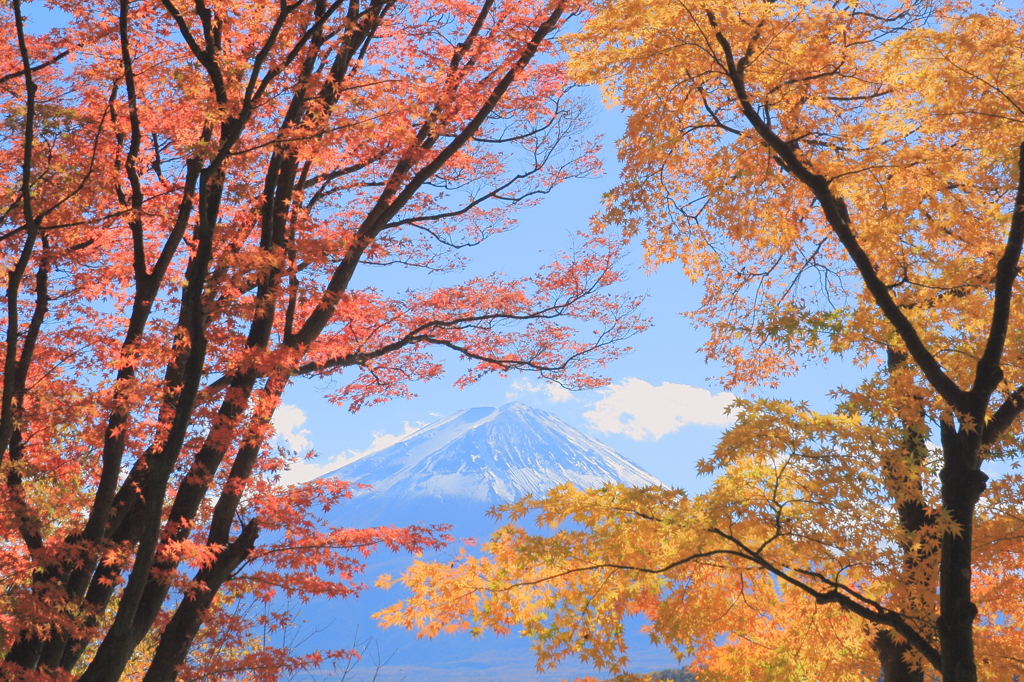 紅葉富士