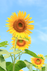 向日葵